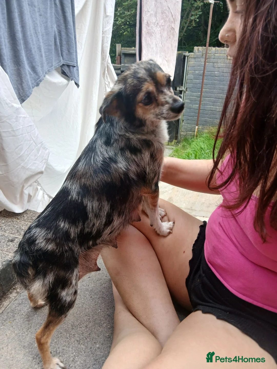 Mixed Breed dogs for sale: Beautiful chihuahua x norfolk terrier - Advert 1