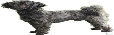 Oscar