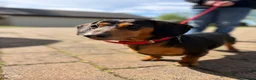 Miniature Dachshund dogs for sale: Miniature Daschunds - Advert 16