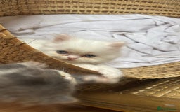 Persian cats for sale: Pure Persian baby's ready to lovely home   - Image 6