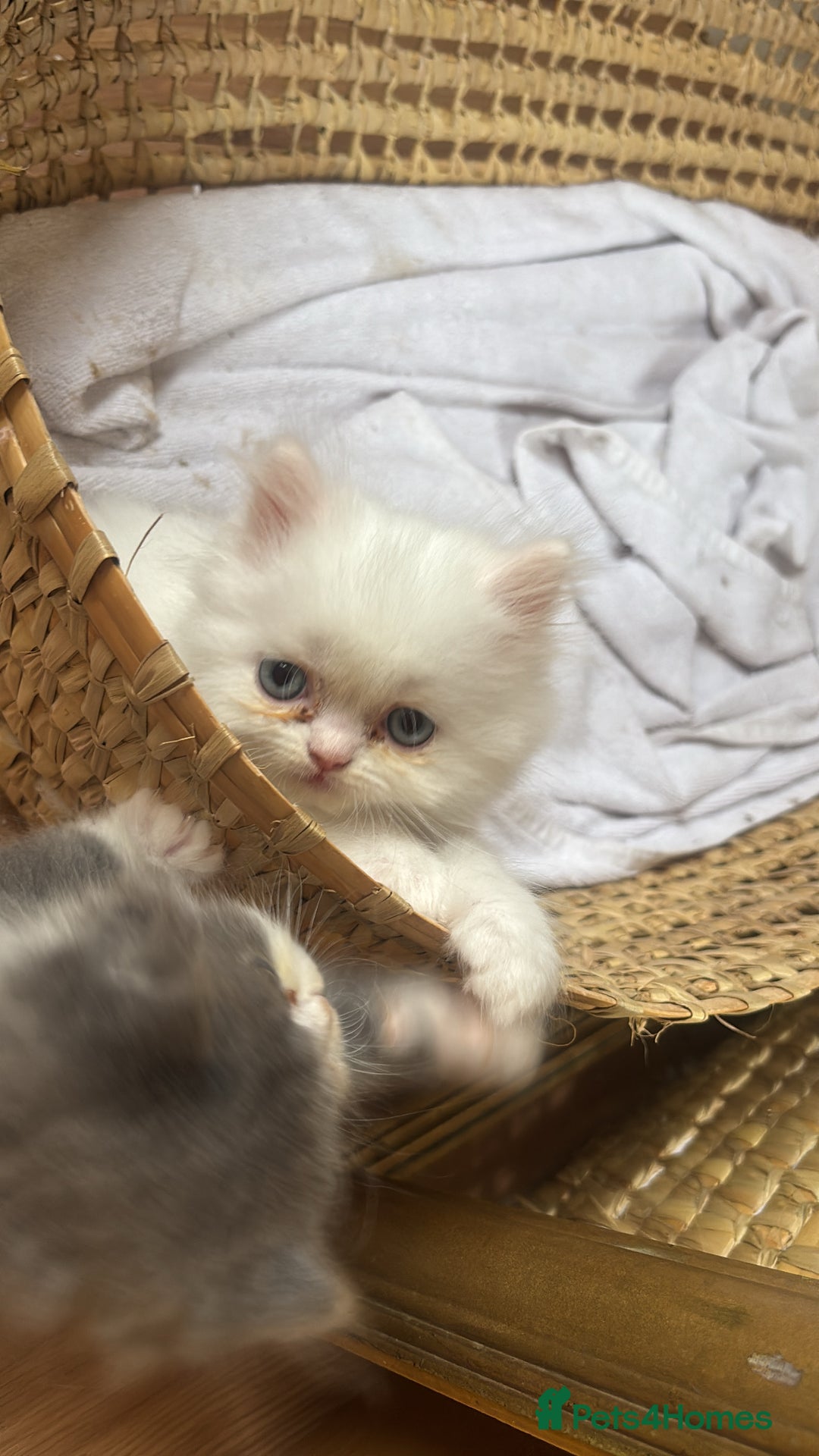 Persian cats for sale: Pure Persian baby's ready to lovely home   - Image 6