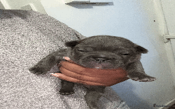 French Bulldog dogs for sale: Adorable KC registered French Bulldog puppies - Image 6