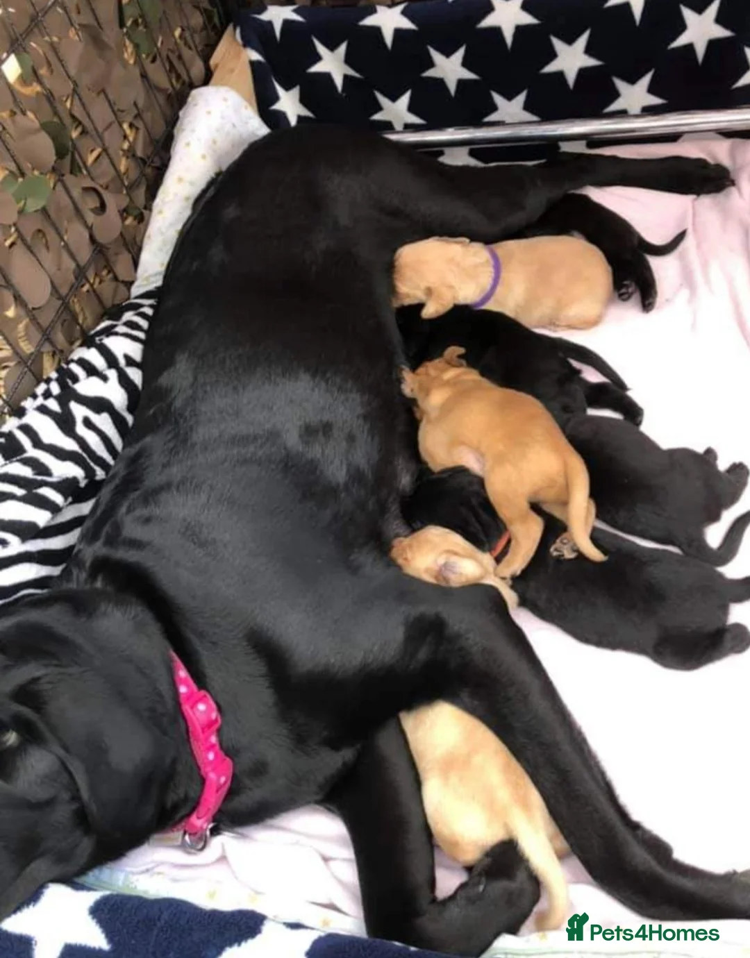 Labrador Retriever dogs for stud: Proven Labrador for Stud in Birmingham - Advert 7