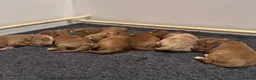 Mixed Breed dogs for sale: 7 week Cockadoodles. Reduced Price.  - Advert 10