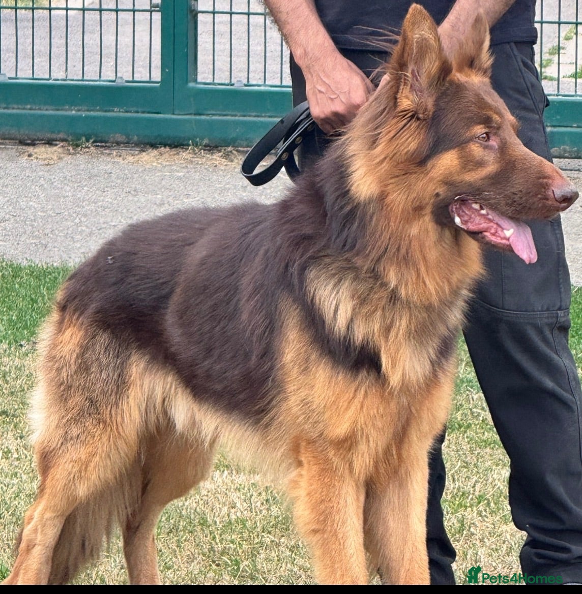 German Shepherd dogs PROVEN MASSIVE LIVER AND TAN GERMAN SHEPHERD STUD! - Advert 3