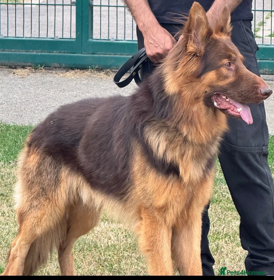 German Shepherd dogs for stud: PROVEN MASSIVE LIVER AND TAN GERMAN SHEPHERD STUD! in Romford - Advert 1