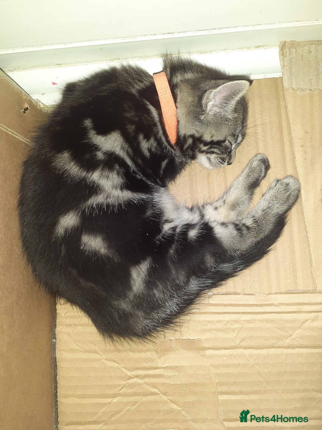 British Shorthair cats for sale: Female tabby, 2xmales both black - Image 3