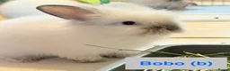 Lionhead rabbits for sale: Double Maned Lionheads Babies - Advert 38
