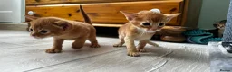Abyssinian cats for sale: Abyssinian kittens  - Advert 5