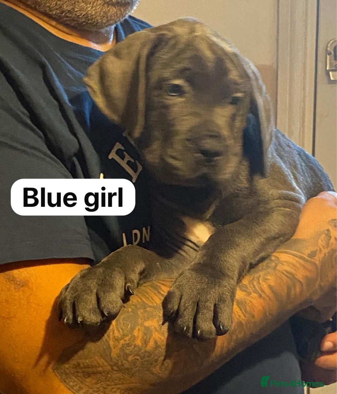 Cane Corso dogs for sale: cane corso puppies  - Image 3