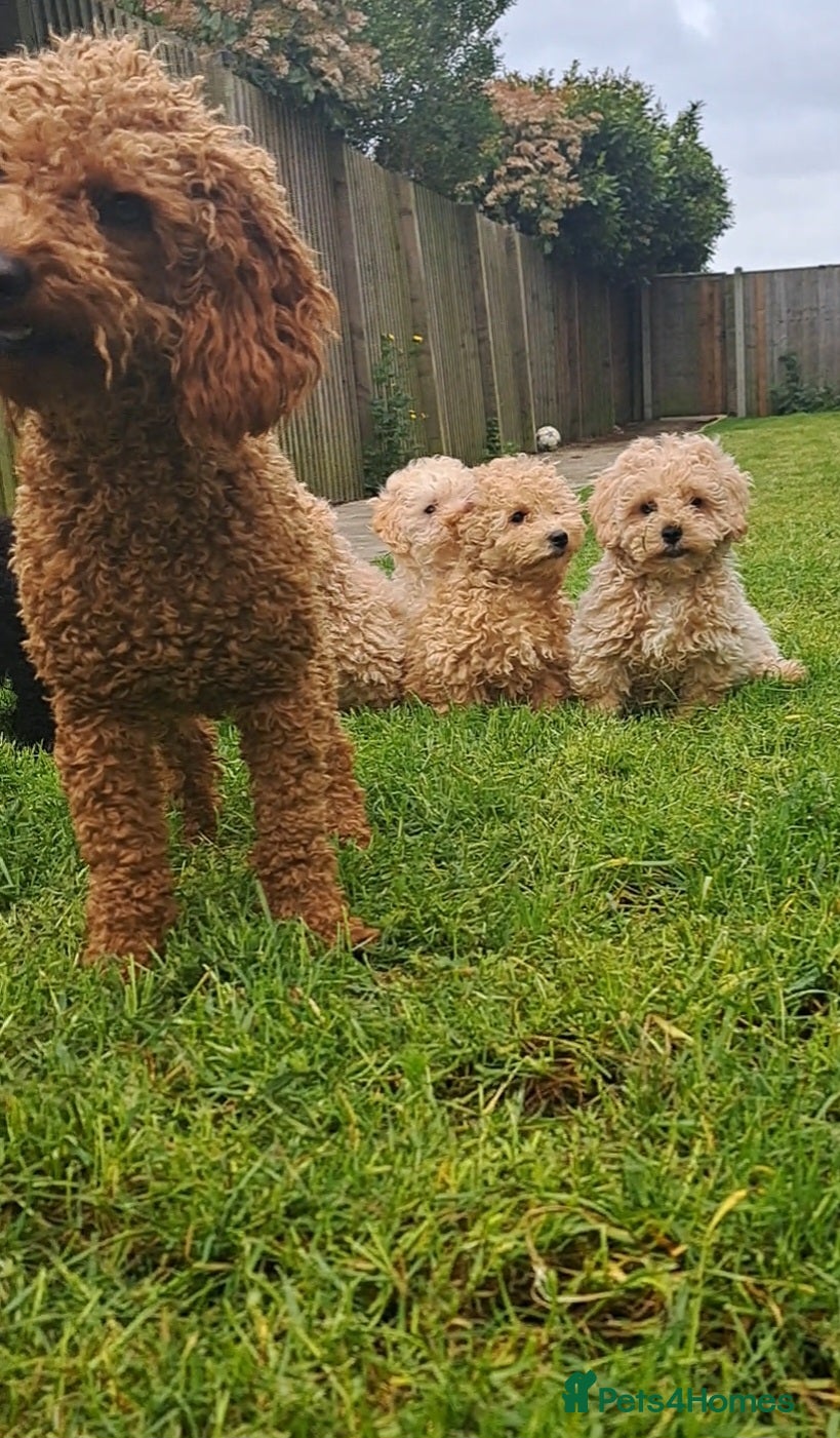 Cavapoo dogs FULLY vaccinated HEALTH checked cavapoo Puppies  - Advert 1