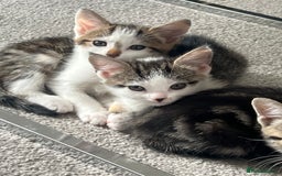 Mixed Breed cats for sale: Kittens  - Image 35