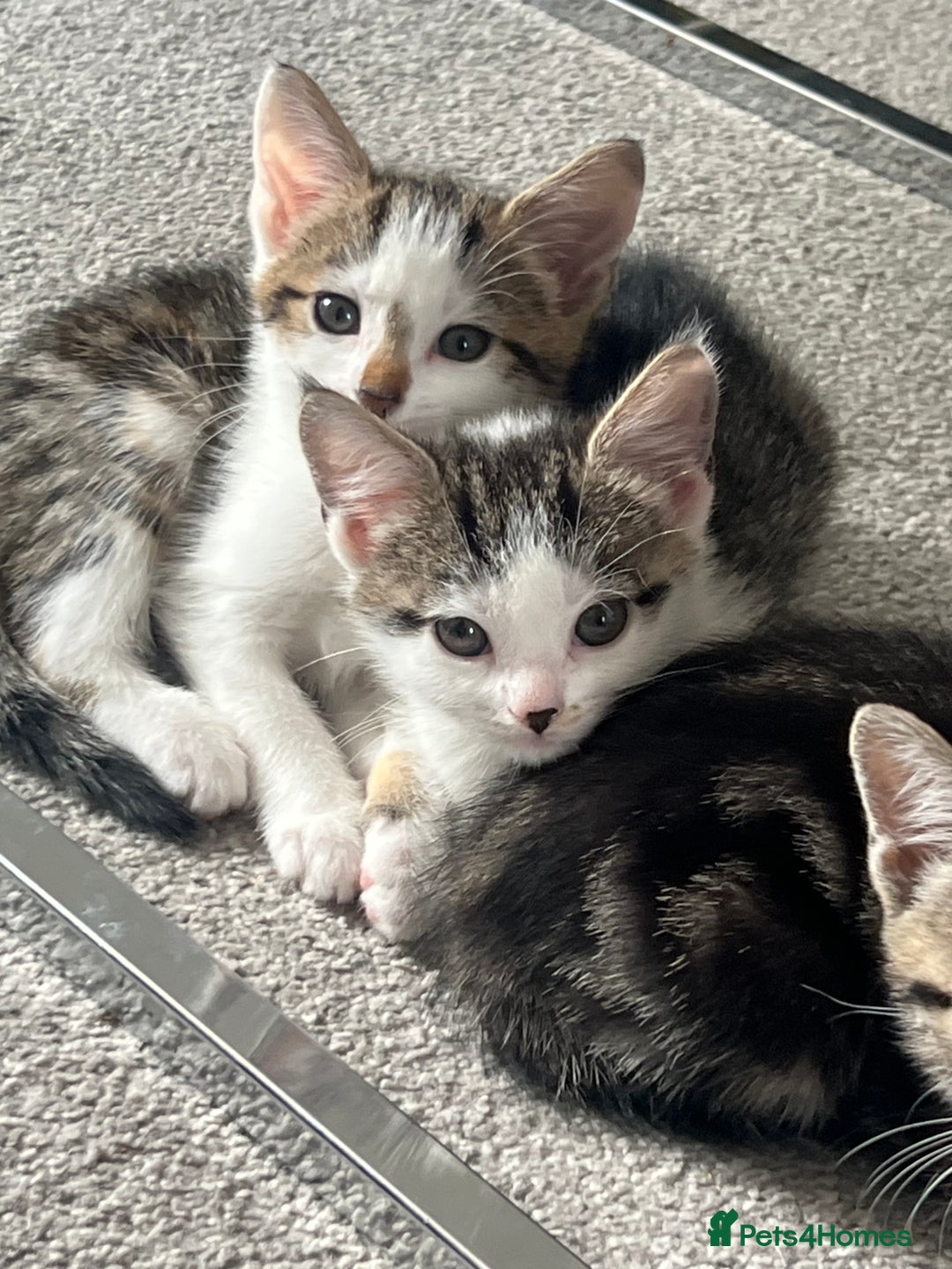 Mixed Breed cats for sale: Kittens  - Image 35