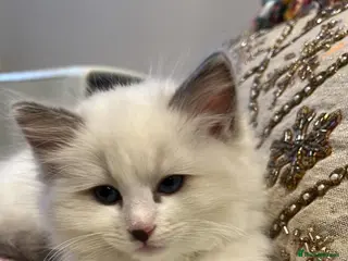 Ragdoll cats Bi-Colour + Blue Point Ragdoll Kittys. in Manchester - Advert 11