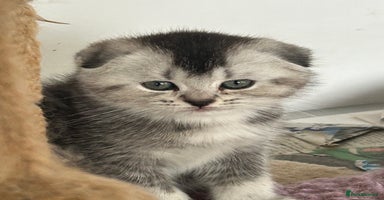 Scottish Fold cats - Advert 10
