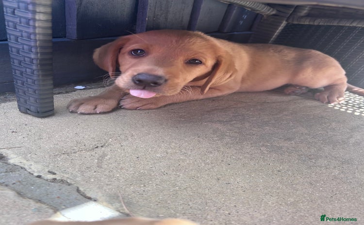 Labrador Retriever dogs in Wisbech - Advert 5