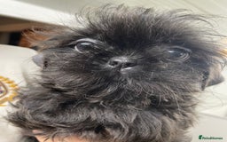 Shih Tzu dogs for sale: Beautiful Blues -Shihtzus - Image 3