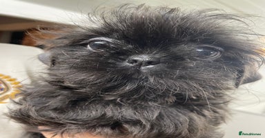 Shih Tzu dogs - Advert 7