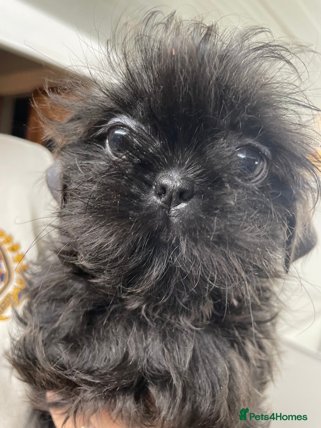 Shih Tzu dogs for sale: Beautiful Blues -Shihtzus - Image 3