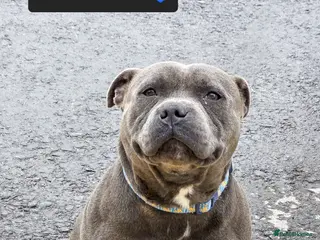 Staffordshire Bull Terrier dogs Stunning KC reg 2 year old Staffy - Advert 13