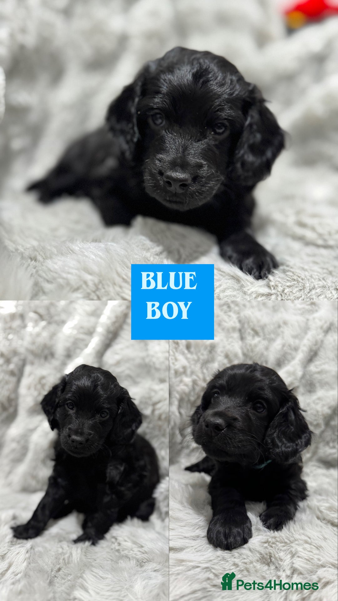 Cockapoo dogs for sale: F2 cockapoo puppies  - Advert 24
