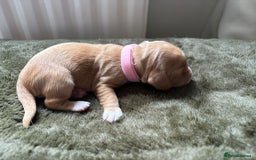 Cocker Spaniel dogs for sale: litter of 6 pedigree cocker spaniel puppies. - Image 12