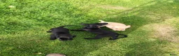 Labrador Retriever dogs for sale: Labrador pups  in Inverurie - Advert 20