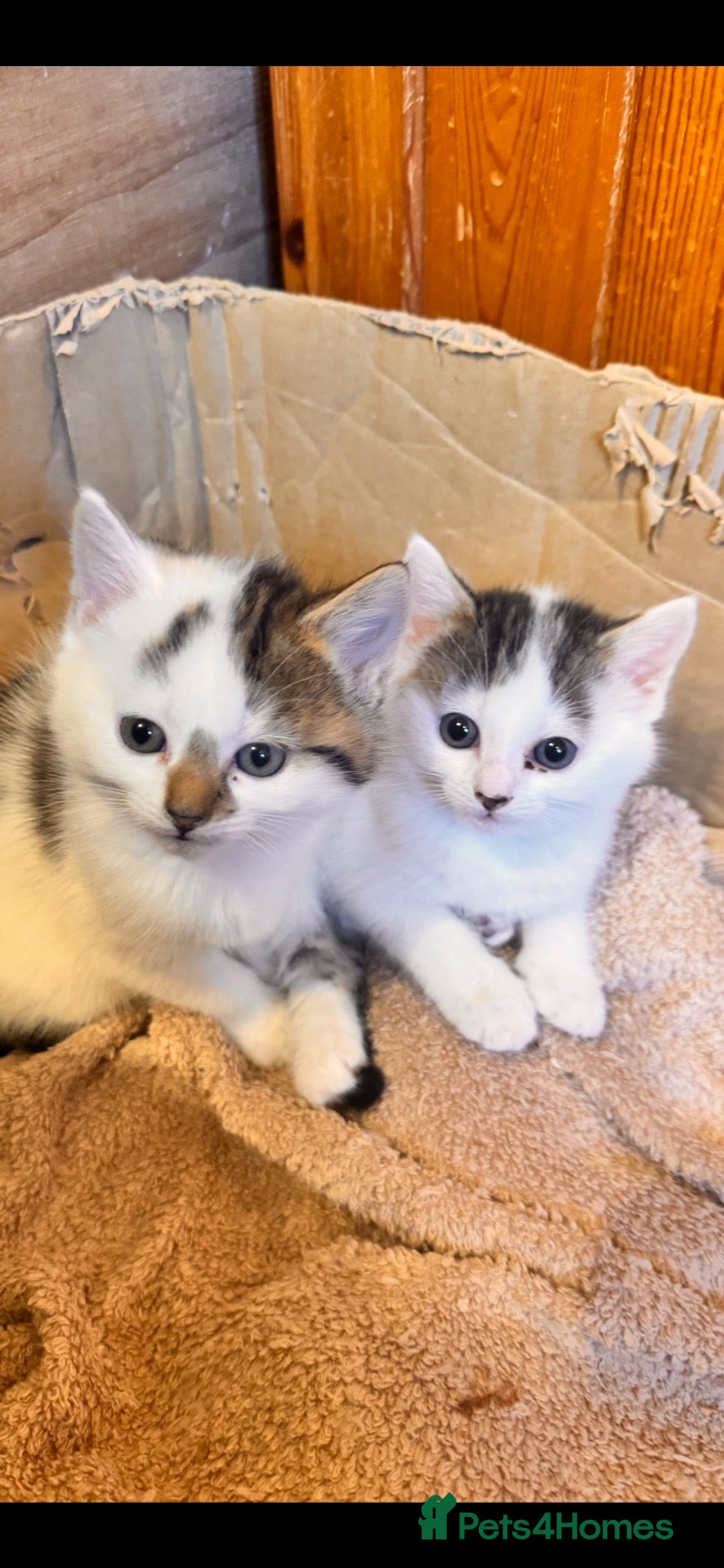 British Shorthair cats Beautiful kittens  - Advert 1