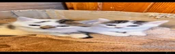 British Shorthair cats for sale: Beautiful kittens  in Robertsbridge - Advert 1