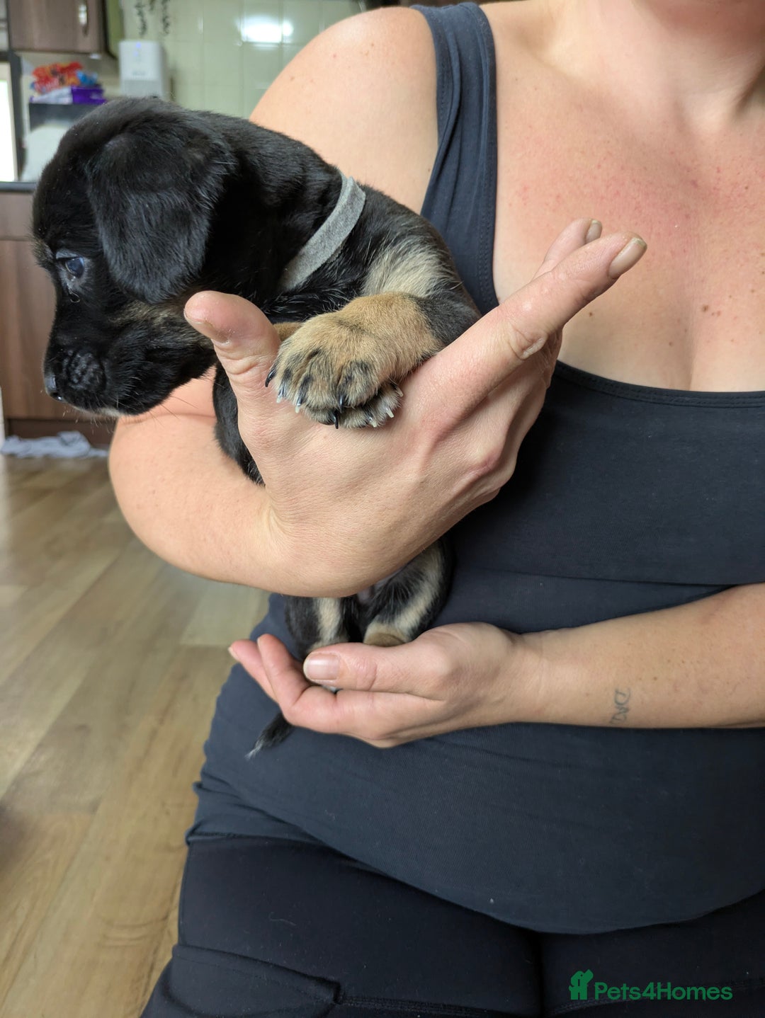Mixed Breed dogs for sale: Jack, Springer X staffy, lurcher puppies - Image 17