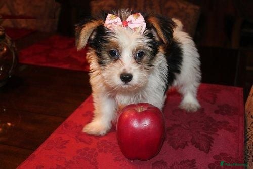 Yorkshire Terrier dogs A heart as beautiful as her smile... Meet Lina - Advert 6
