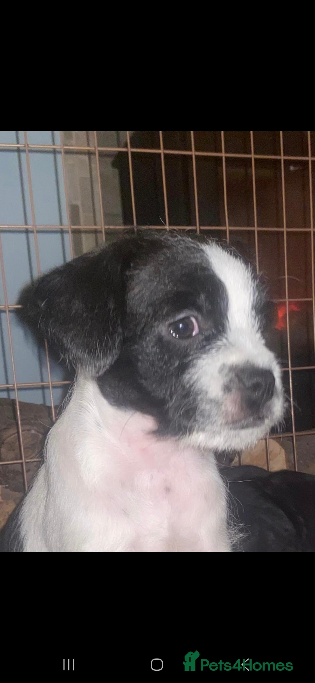 Mixed Breed dogs for sale: Frenchie cross - Advert 3