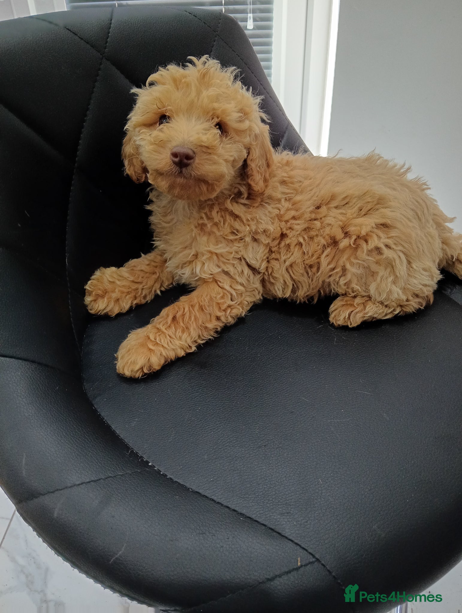 Cockapoo dogs Show type Toy cockerpoos 😍 - Advert 2