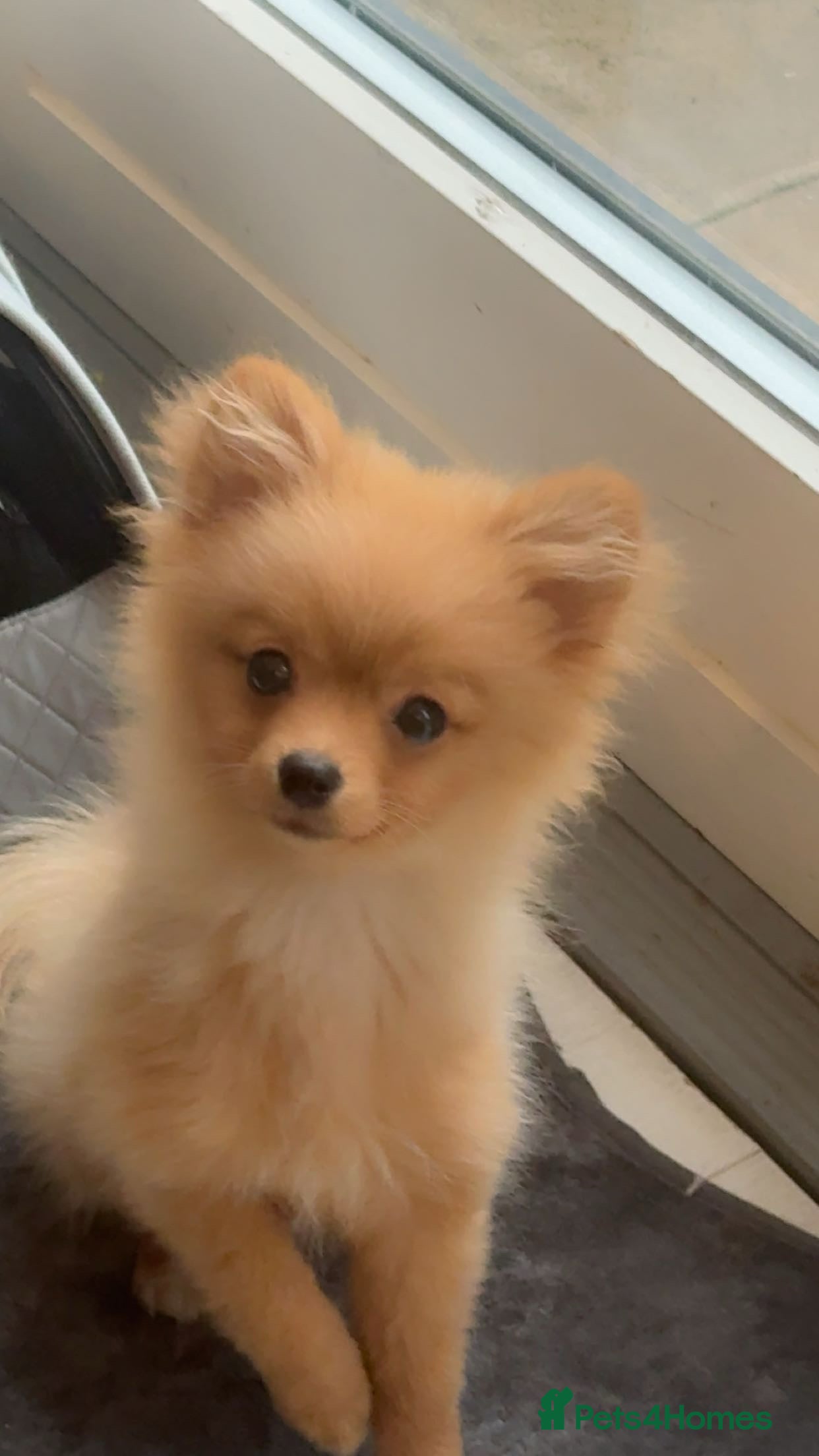 Pomeranian dogs Baby chino- 5 month old pom - Advert 3