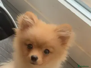 Pomeranian dogs Baby chino- 5 month old pom - Advert 2