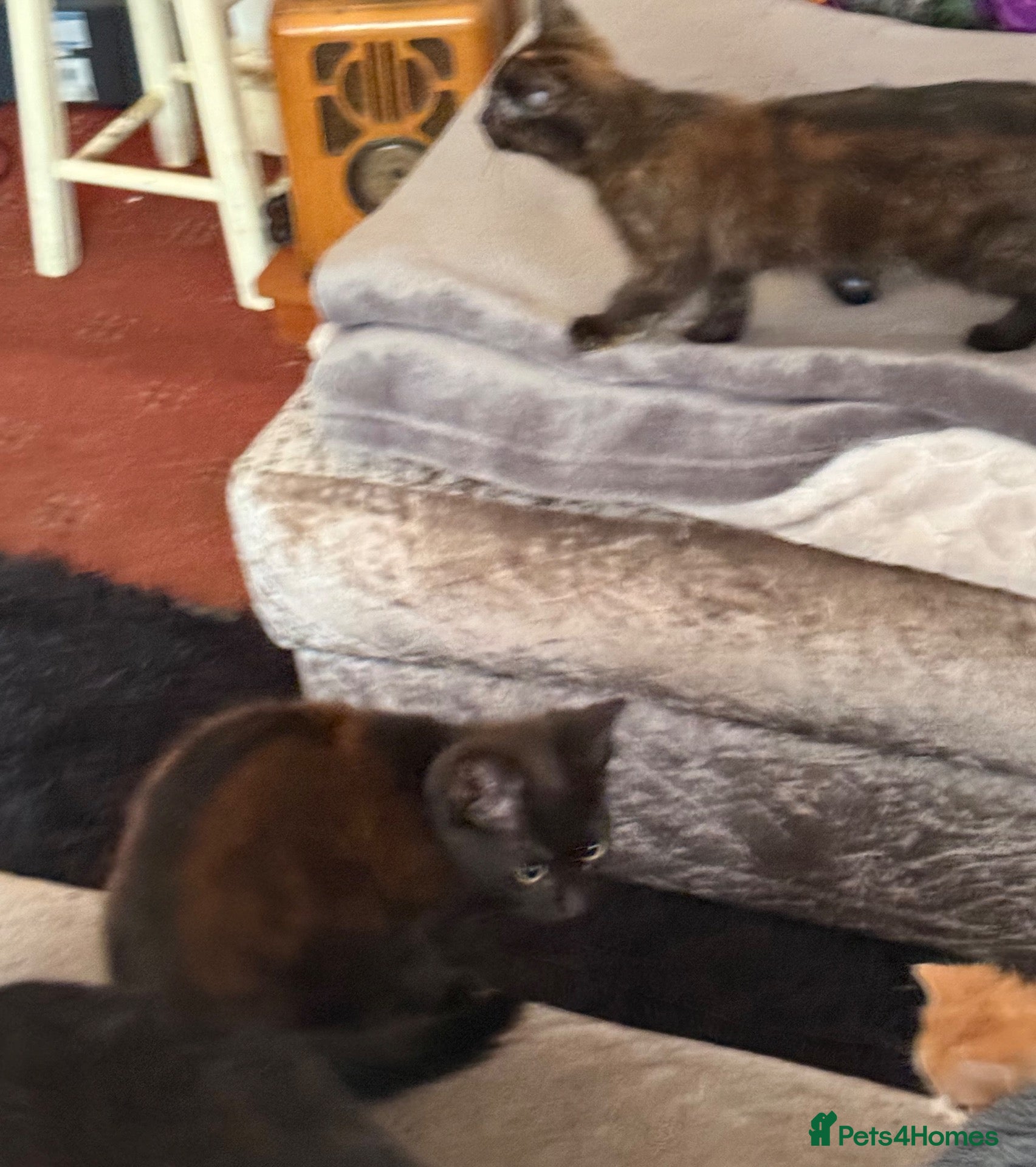 Mixed Breed cats Cats Free Manchester £0 - Advert 2