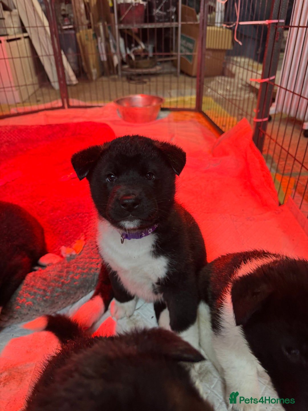 Akita dogs for sale: Black Mask American Akita Puppies - Advert 34