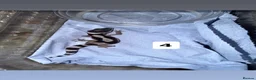 Gecko reptiles for sale: Baby leopard geckos in Runcorn - Advert 2