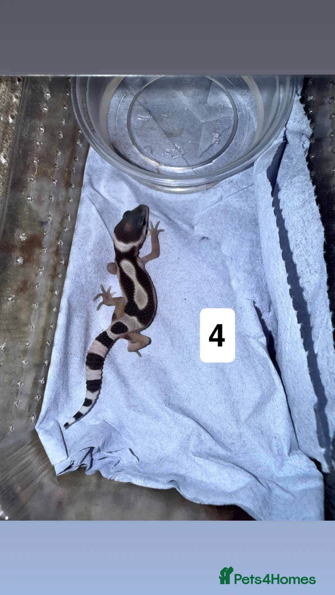 Gecko reptiles for sale: Baby leopard geckos in Runcorn - Advert 2