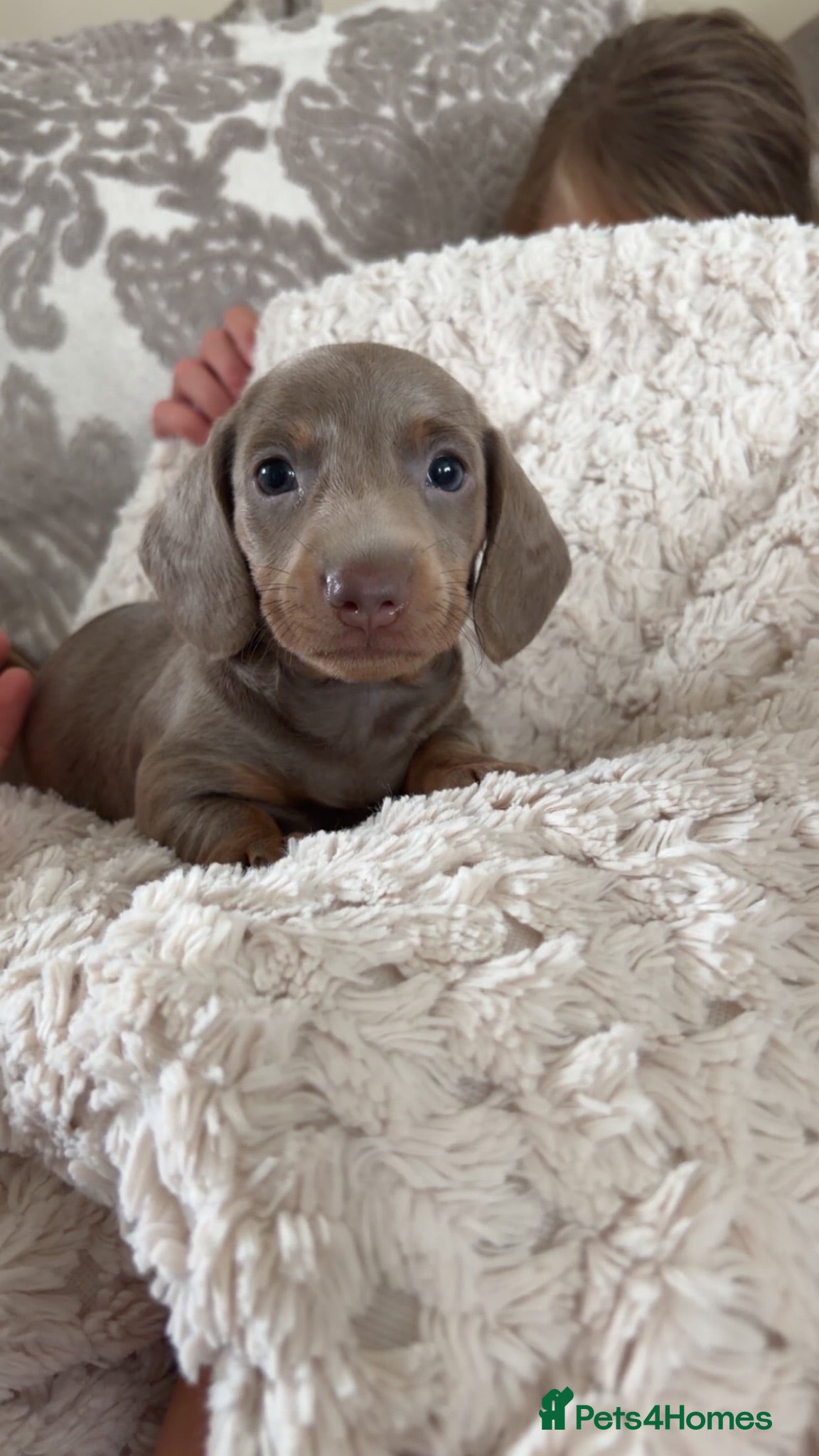 Miniature Dachshund dogs Miniature dachshund  - Advert 18