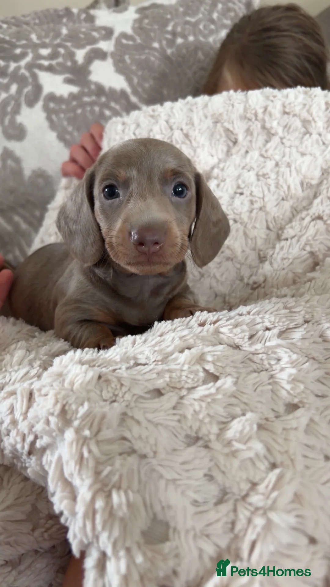 Miniature Dachshund dogs for sale: Miniature dachshund  in Sunderland - Advert 1