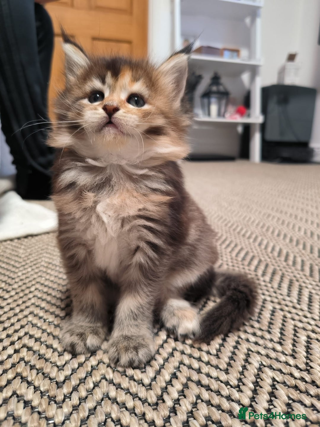 Maine Coon cats for sale: Maine Coon Kittens - Advert 8