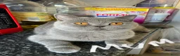 British Shorthair cats for sale: Beautiful British Shorthair Kittens  - Advert 1