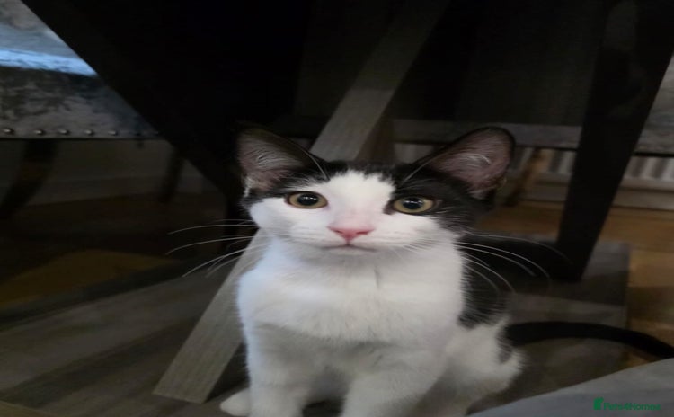 Domestic Shorthair cats Adorable Kittens -Adopt from CatsInCrisis East Ldn - Advert 2