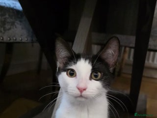 Domestic Shorthair cats Adorable Kittens -Adopt from CatsInCrisis East Ldn - Advert 6