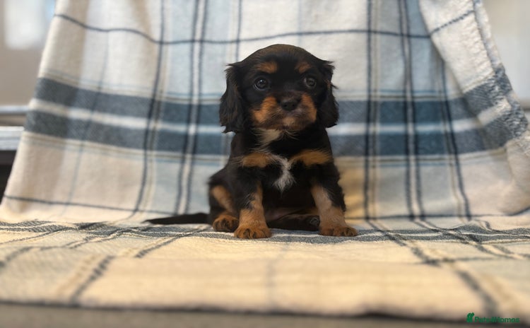 Cavalier King Charles Spaniel dogs - Advert 3