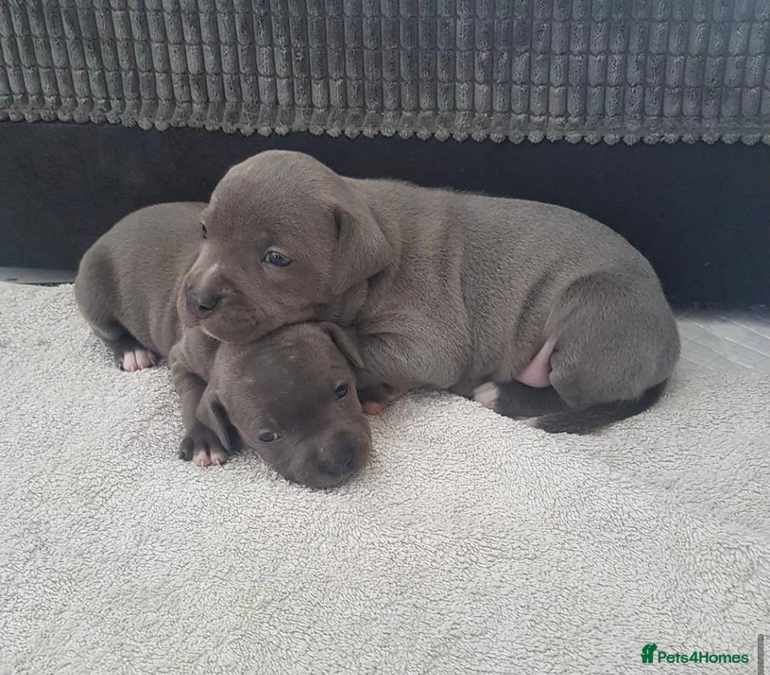 Staffordshire Bull Terrier dogs for sale: Beautiful blue Staffordshire bull terrier puppies  - Image 9