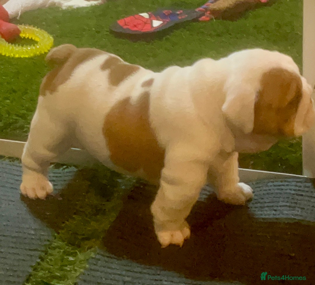 English Bulldog dogs for sale: Champion Sired KC Reg Bulldog Puppies  - Advert 7