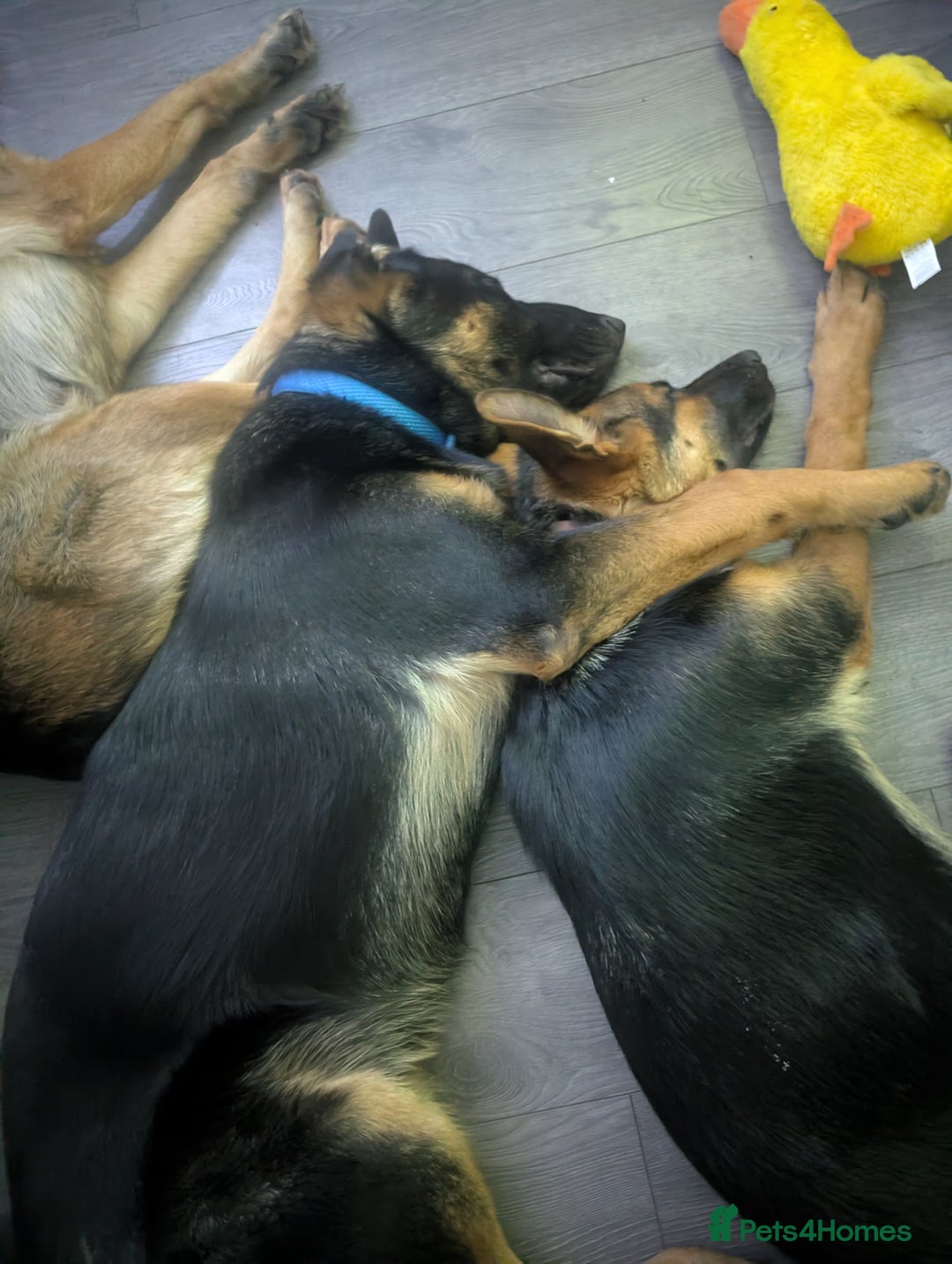German Shepherd dogs for sale: German Shepherd pups - Advert 2