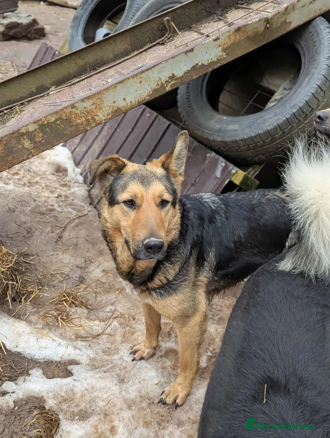 Mixed Breed dogs for adoption: Sunday is looking for a home  - Advert 7
